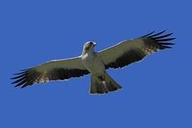 Booted Eagle