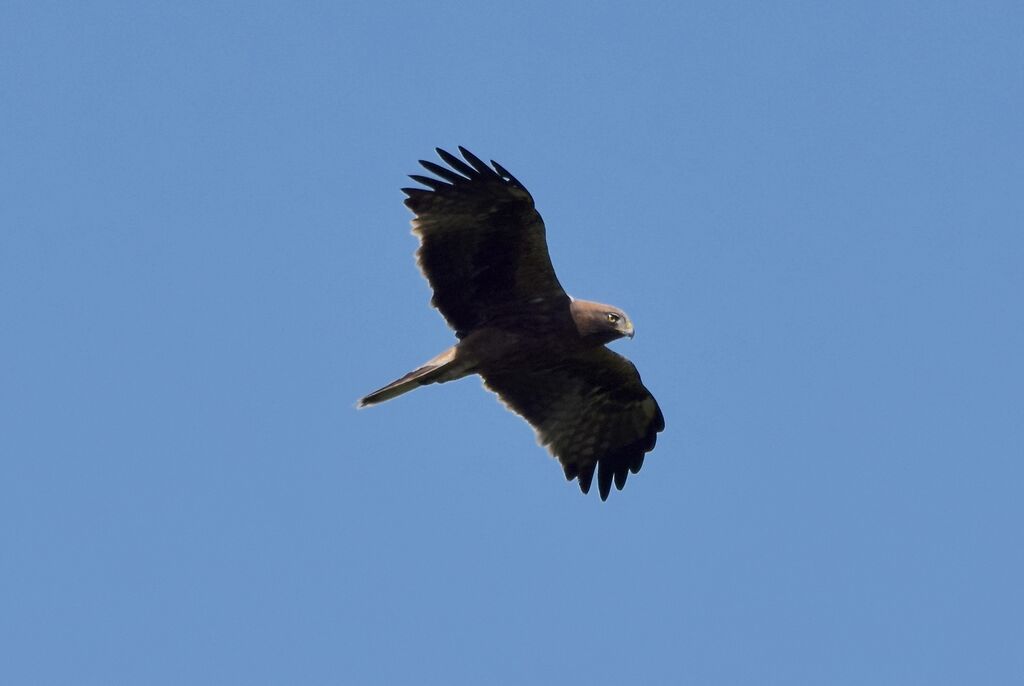 Aigle bottéadulte nuptial, pigmentation, Vol, pêche/chasse