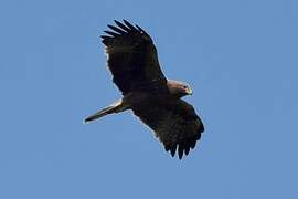 Booted Eagle