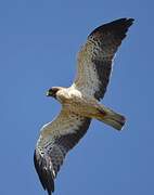 Booted Eagle