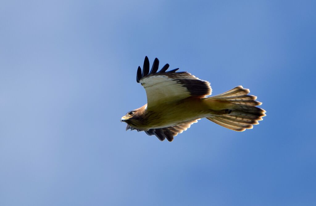 Aigle bottéadulte internuptial, identification, Vol, pêche/chasse