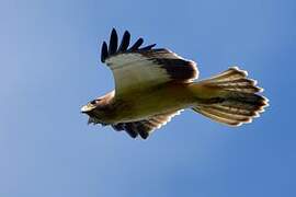 Booted Eagle