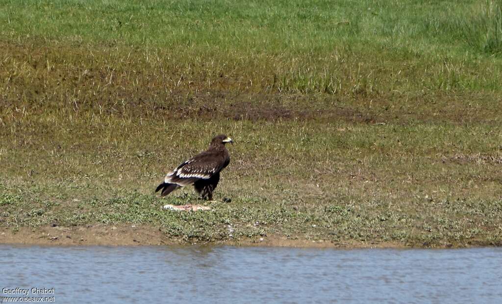 Aigle criardjuvénile, habitat, mange