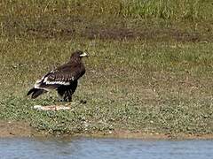 Greater Spotted Eagle