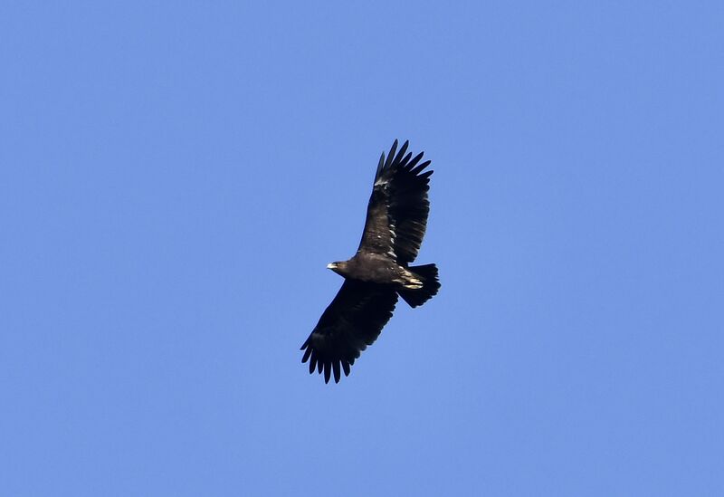 Greater Spotted Eagleimmature, Flight