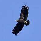 Aigle criard