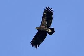 Greater Spotted Eagle