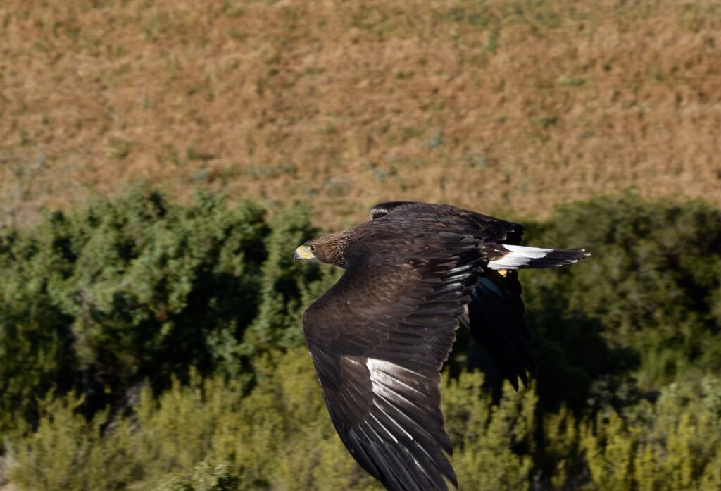 Aigle royaljuvénile, Vol