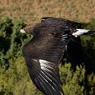 Aigle royal