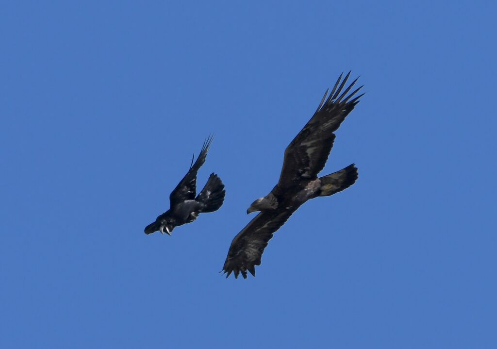 Golden Eaglesubadult, Flight