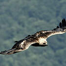 Aigle royal