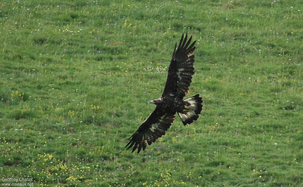 Golden Eagleimmature, Flight