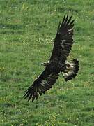 Golden Eagle