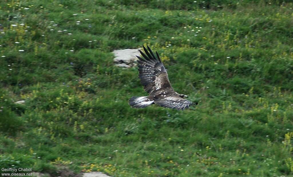 Aigle royal3ème année, Vol