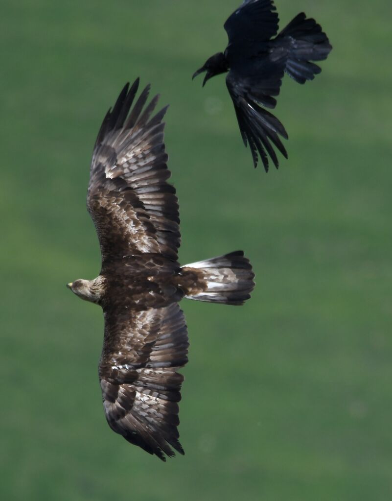 Golden Eagle