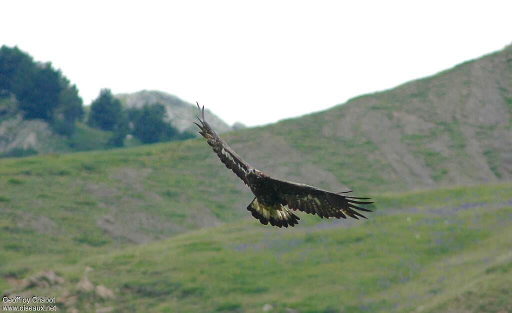 Aigle royal2ème année, habitat, Vol