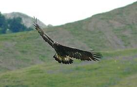 Golden Eagle