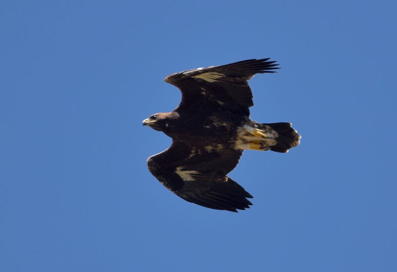 Golden Eaglejuvenile, Flight