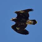 Aigle royal