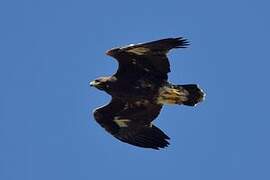 Golden Eagle