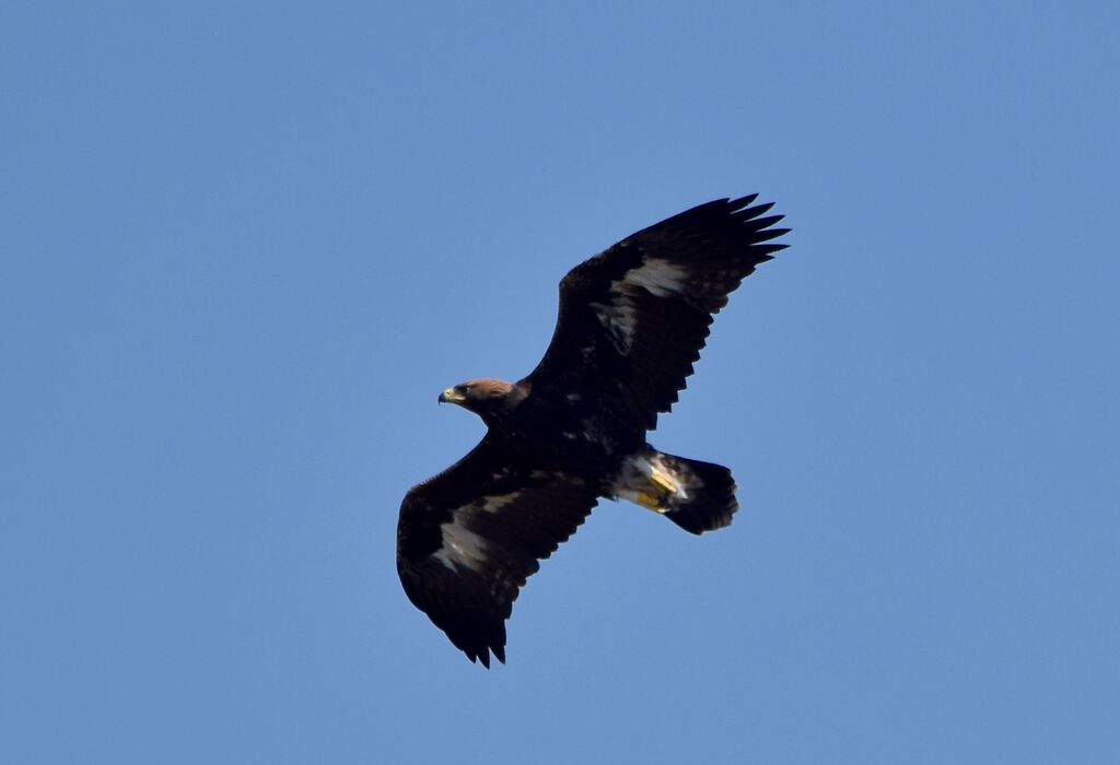 Golden Eaglejuvenile, Flight