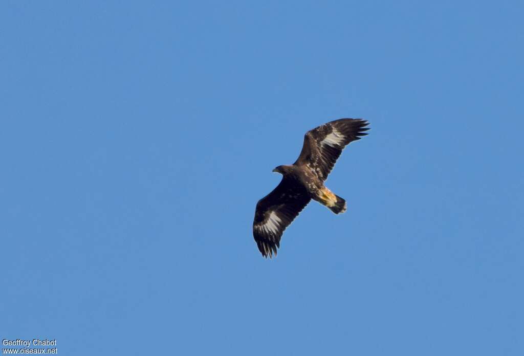 Golden Eaglejuvenile, Flight