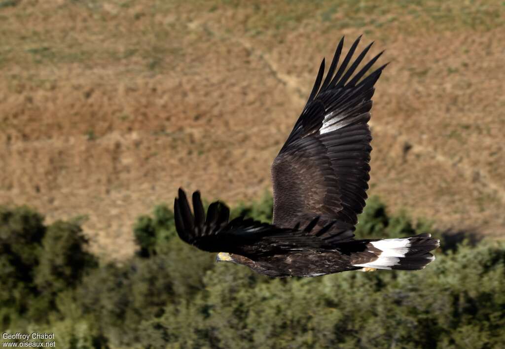 Aigle royaljuvénile, Vol