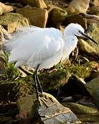 Little Egret