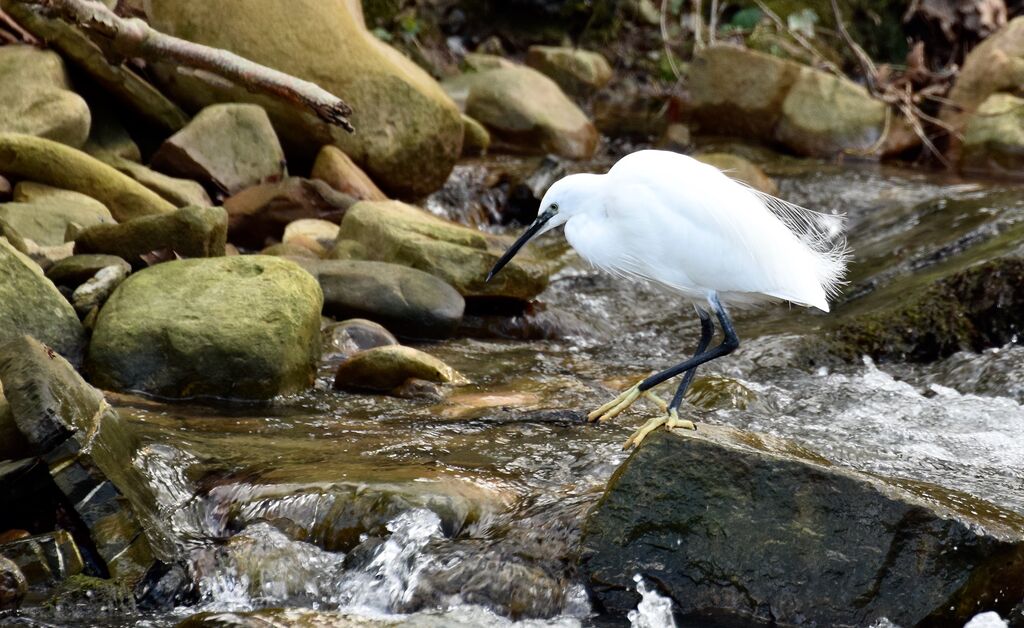 Little Egretadult, identification, fishing/hunting