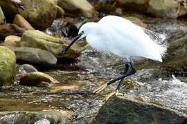 Little Egret