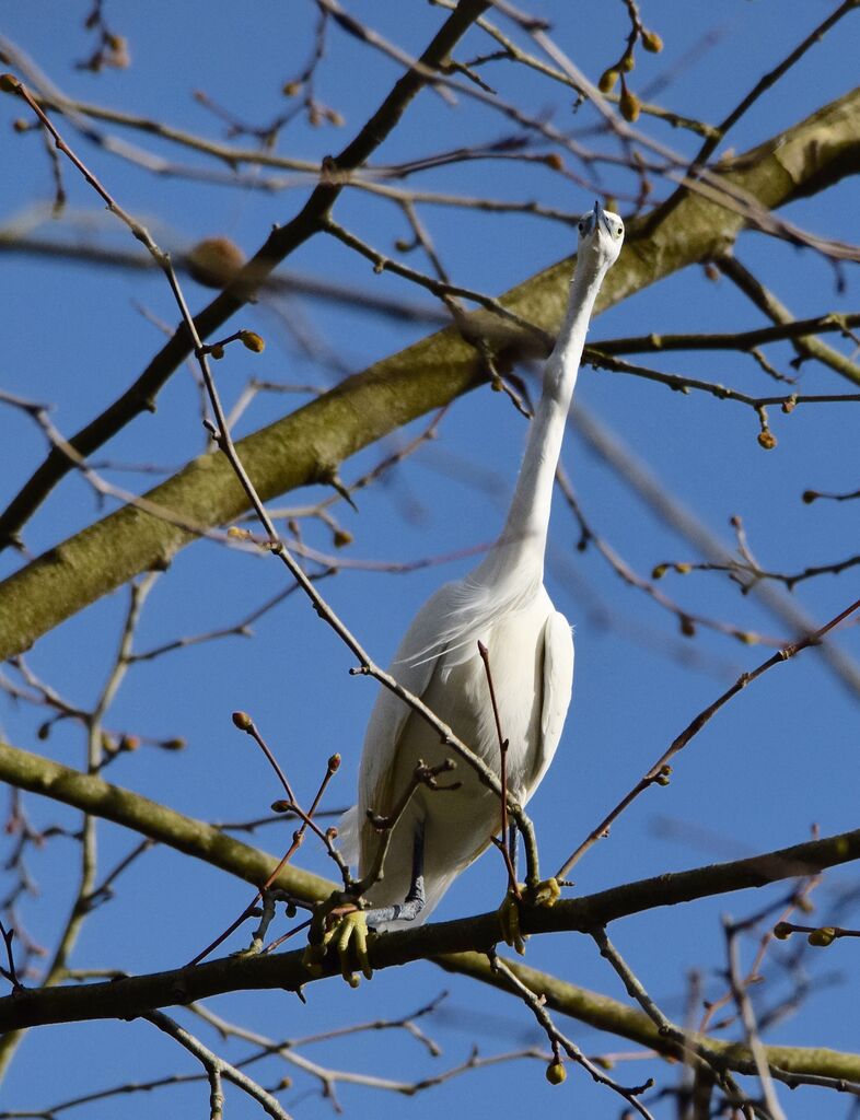 Little Egretadult breeding, identification