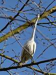 Aigrette garzette