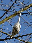 Little Egret