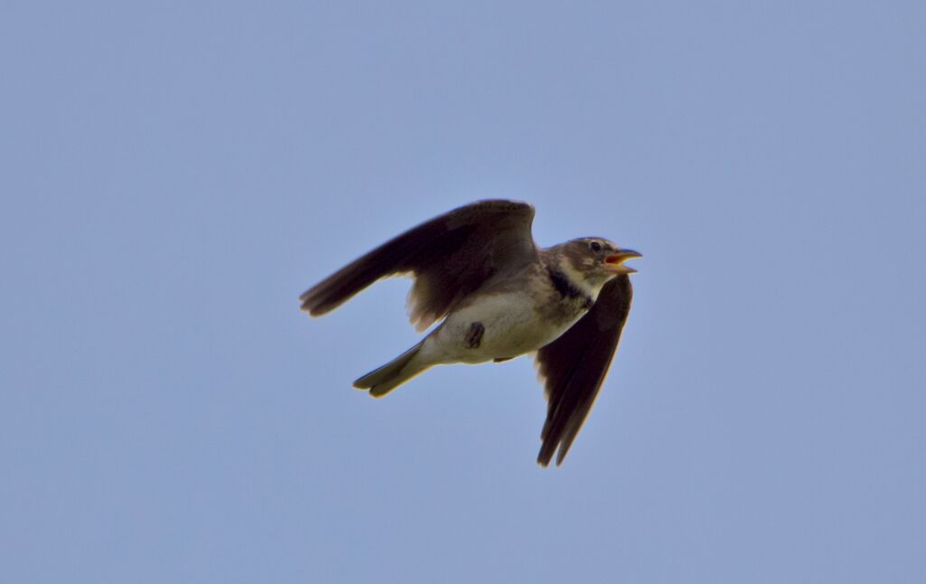 Calandra Larkadult breeding, identification, Flight, song