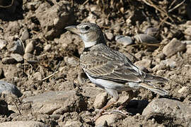 Calandra Lark