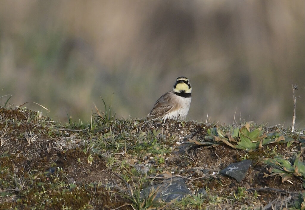 Alouette haussecol