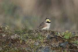 Horned Lark