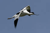 Avocette élégante