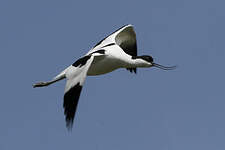 Avocette élégante