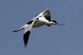 Avocette élégante