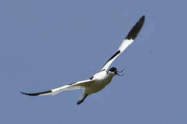 Avocette élégante