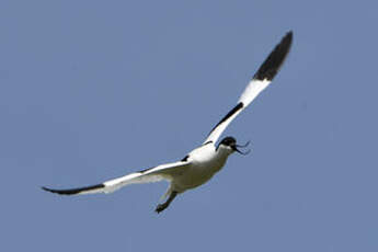 Avocette élégante