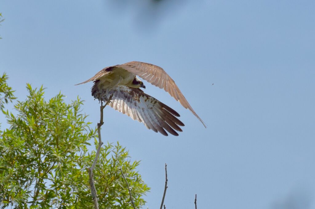 Balbuzard pêcheursubadulte, Vol