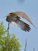 Western Osprey