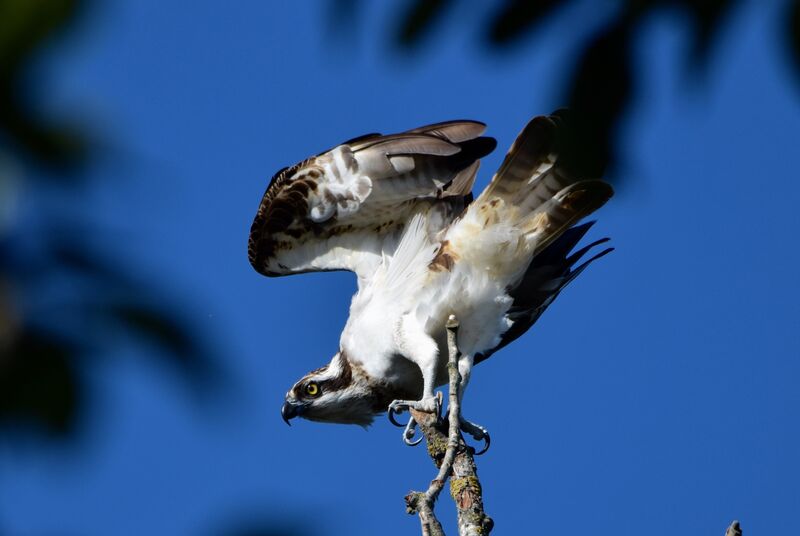 Osprey female subadult post breeding, identification