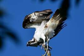 Western Osprey