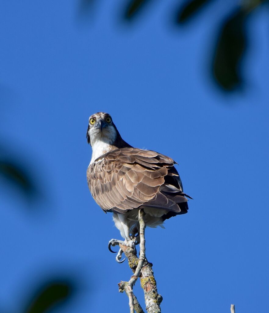 Osprey female subadult post breeding, identification