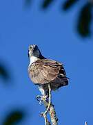 Western Osprey