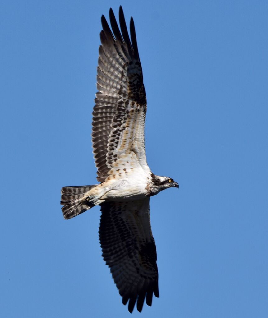 Western Osprey female immature, Flight