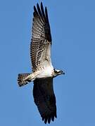 Western Osprey